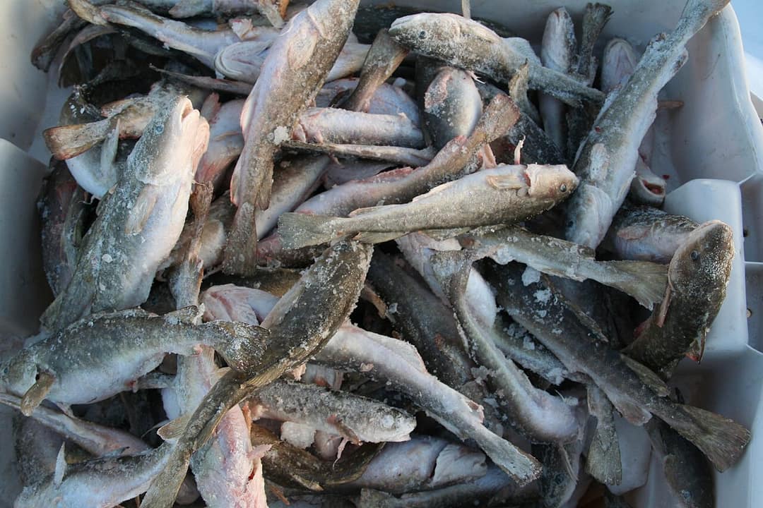 La pêche aux petits poissons des chenaux, ce rituel d'hiver à Sainte-Anne-de-la-Pérade