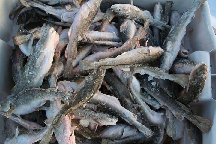 La pêche aux petits poissons des chenaux, ce rituel d'hiver à Sainte-Anne-de-la-Pérade