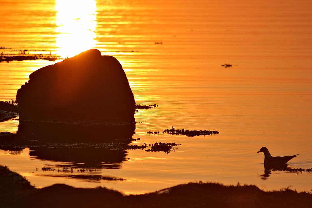 Le parc national du Bic : caps, baies et phoques au bout du regard